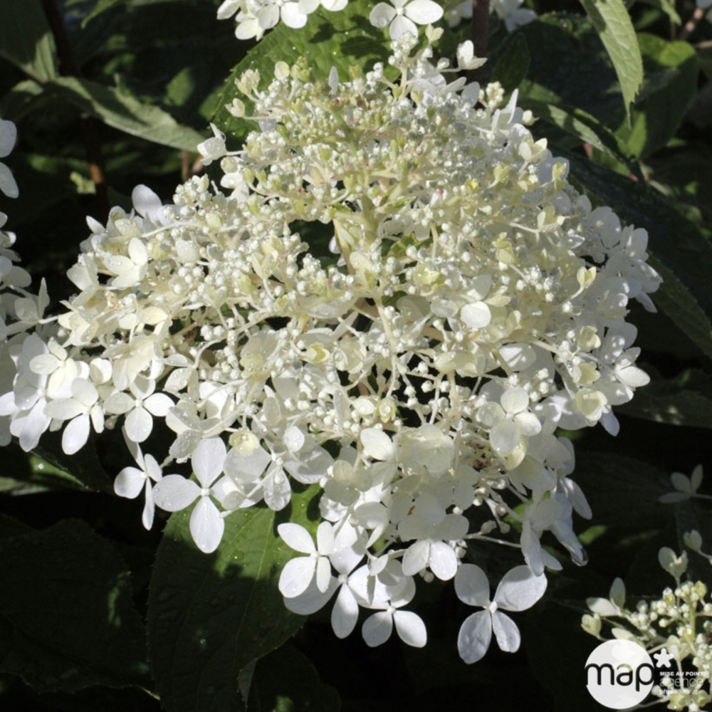 Hydrangea paniculata 'Phantom' - Pot 7,5L