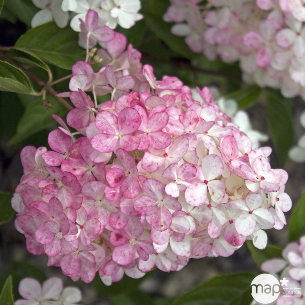 Hydrangea paniculata 'Vanille Fraise®', ctr 4,5 L