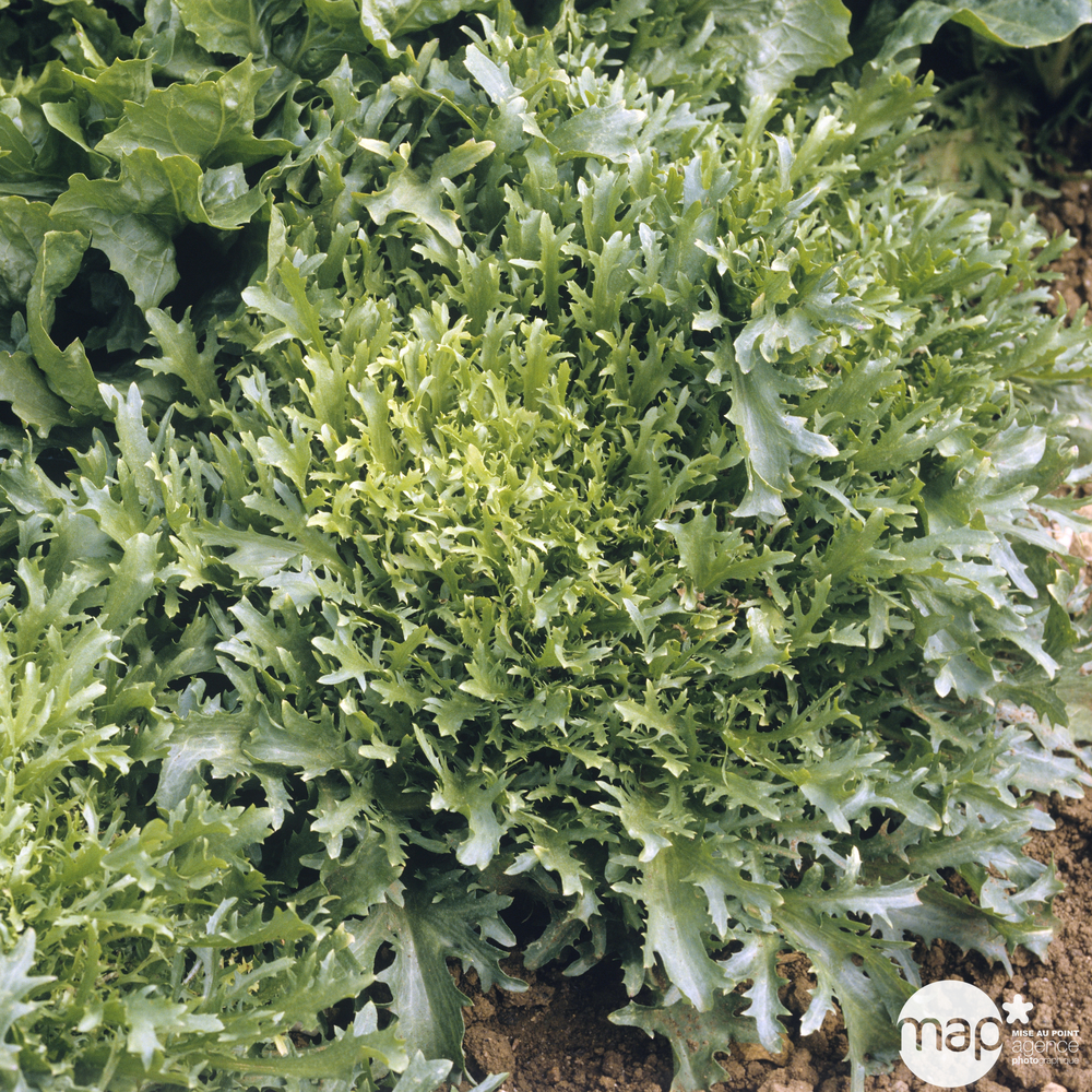 Plants de chicorées frisées 'Galia' : barquette de 12 plants