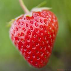 Plants de fraisiers 'Cirano' : barquette de 6 plants