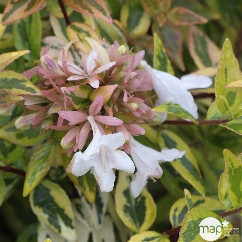 Abelia X Grandiflora kaléidoscope : Pot 5L