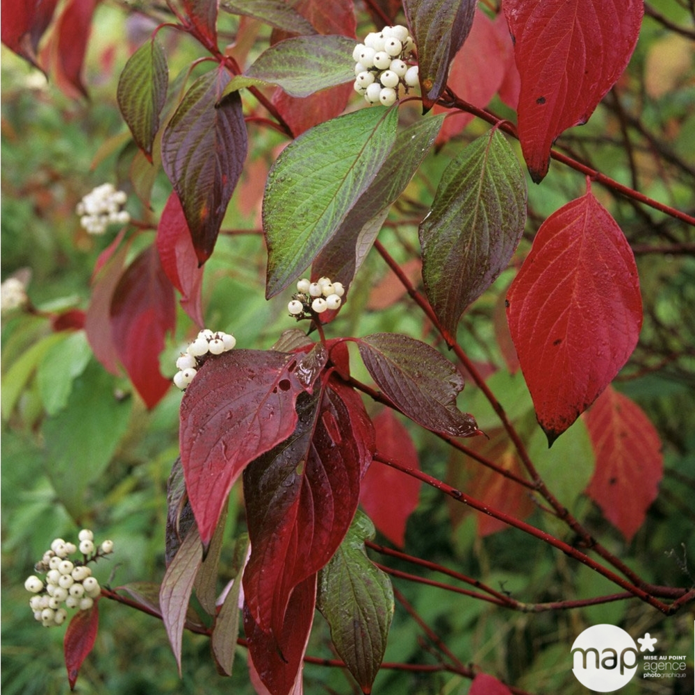 CORNUS ALBA 'SIBIRICA' C 5L