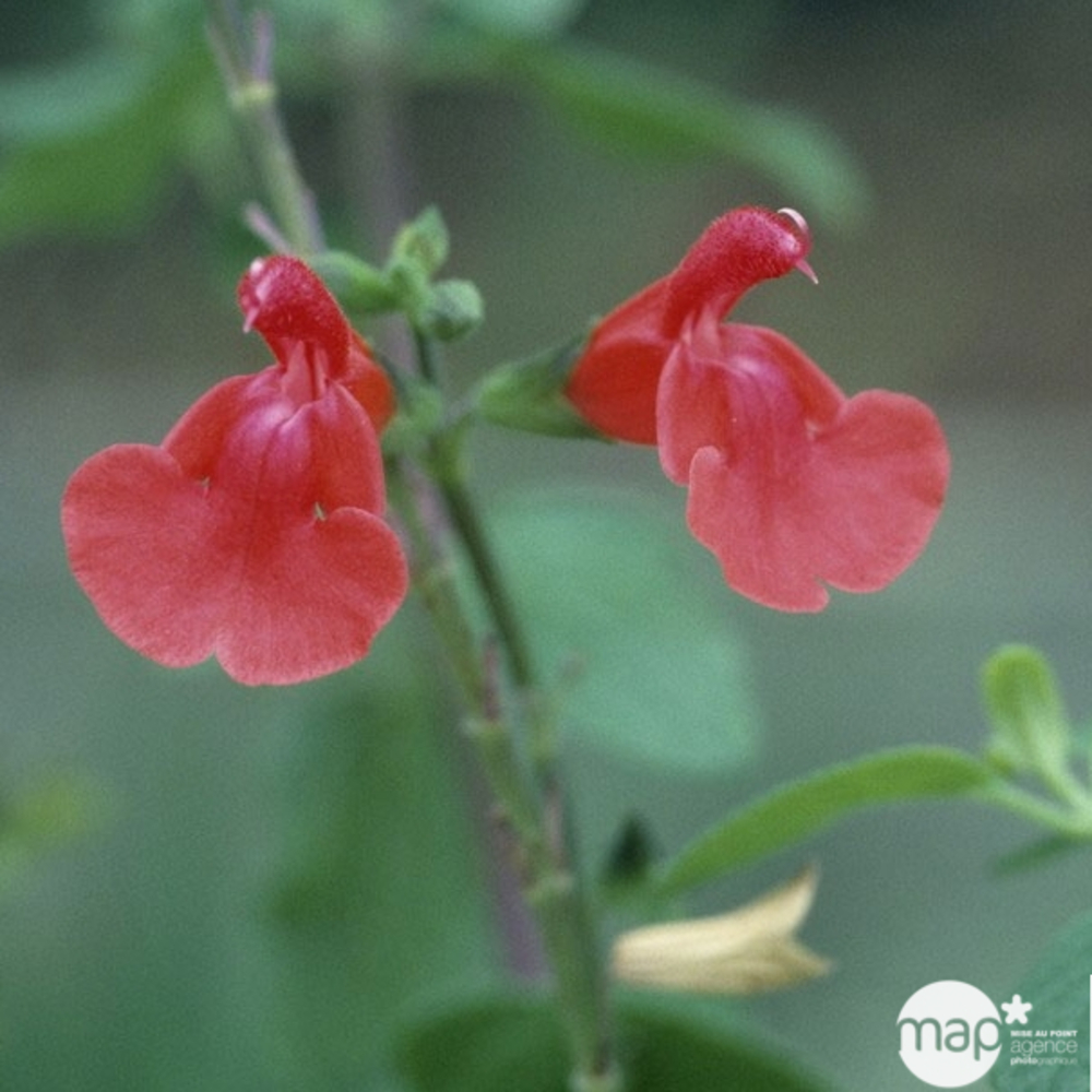 Salvia Grahamii : ctr 3 litres