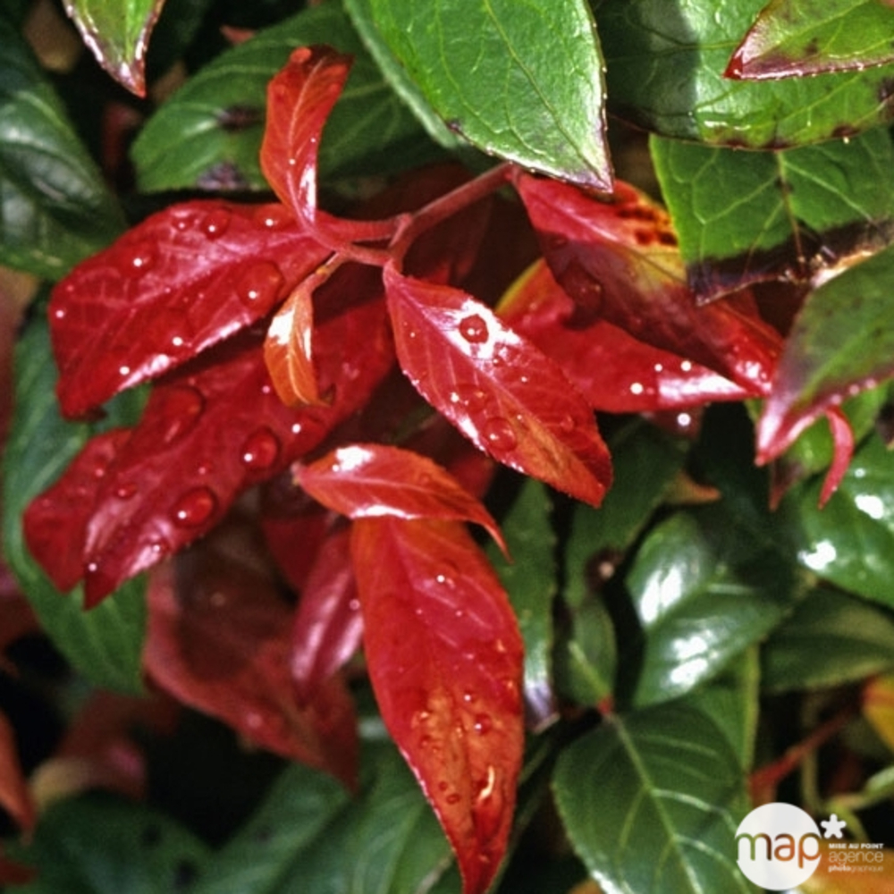 Leucothoe Walteri Scarleta : Pot 5L