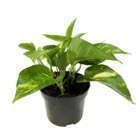 Pothos: plante pot d.13cm