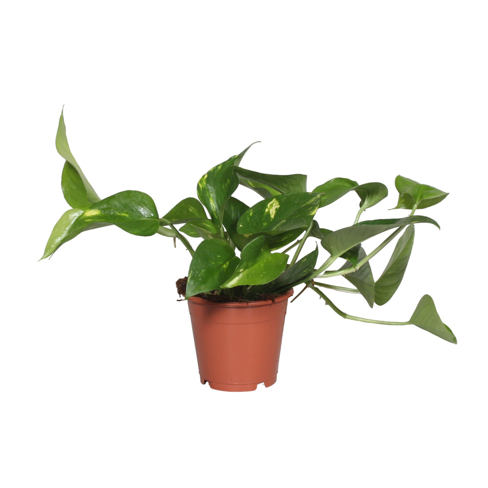 Pothos: plante pot d.13cm