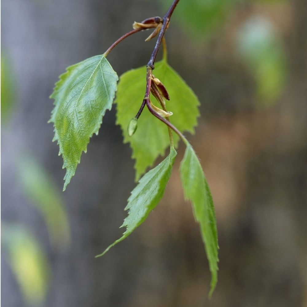 Betula pendula ' Youngii ' : baliveau ctr 15 litres