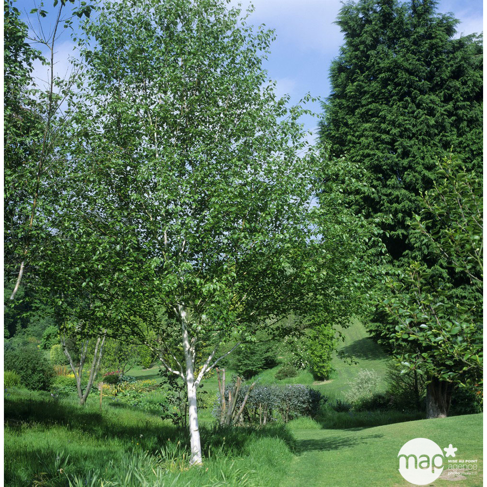 Betula utilis : baliveau ctr 15 litres