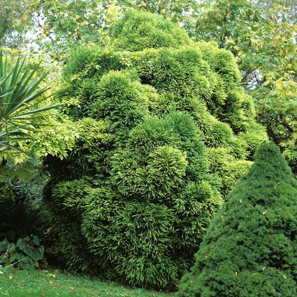 Cryptomeria japonica Globosa Nana hauteur 30/40cm, pot 5L