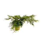 Juniperus - Pot 4L
