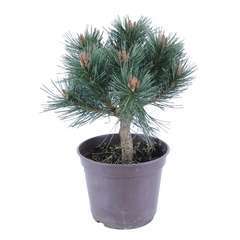 Pinus nigra Pierrick Bregeon, ctr 4L