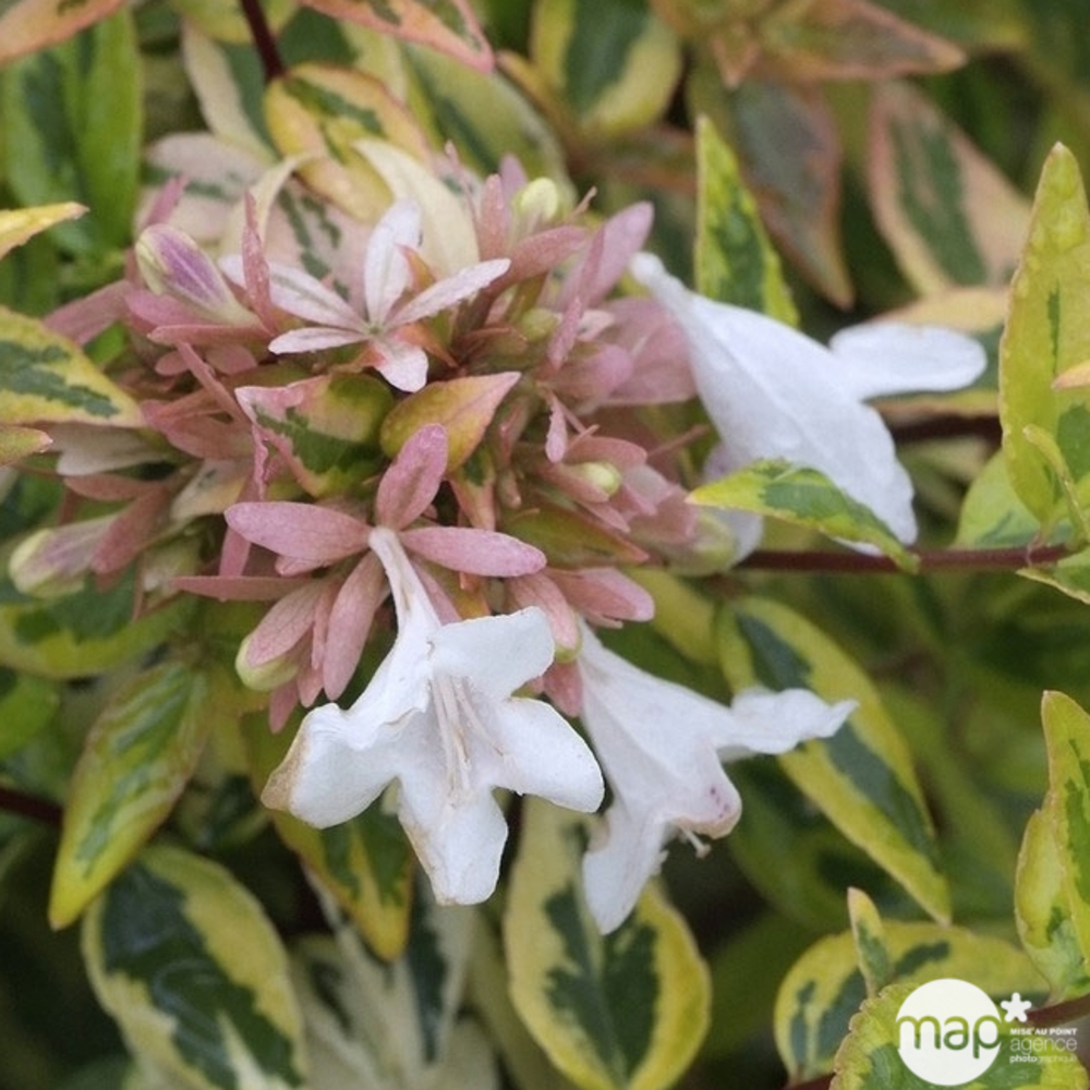 Abelia x grandiflora 'Kaléidoscope'® : ctr 3 litres