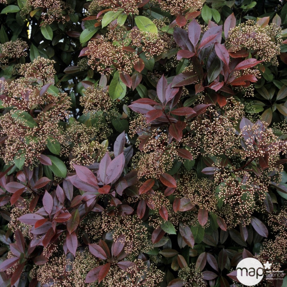 Photinia x fraseri : H 80/100 cm ctr 7,5 litres