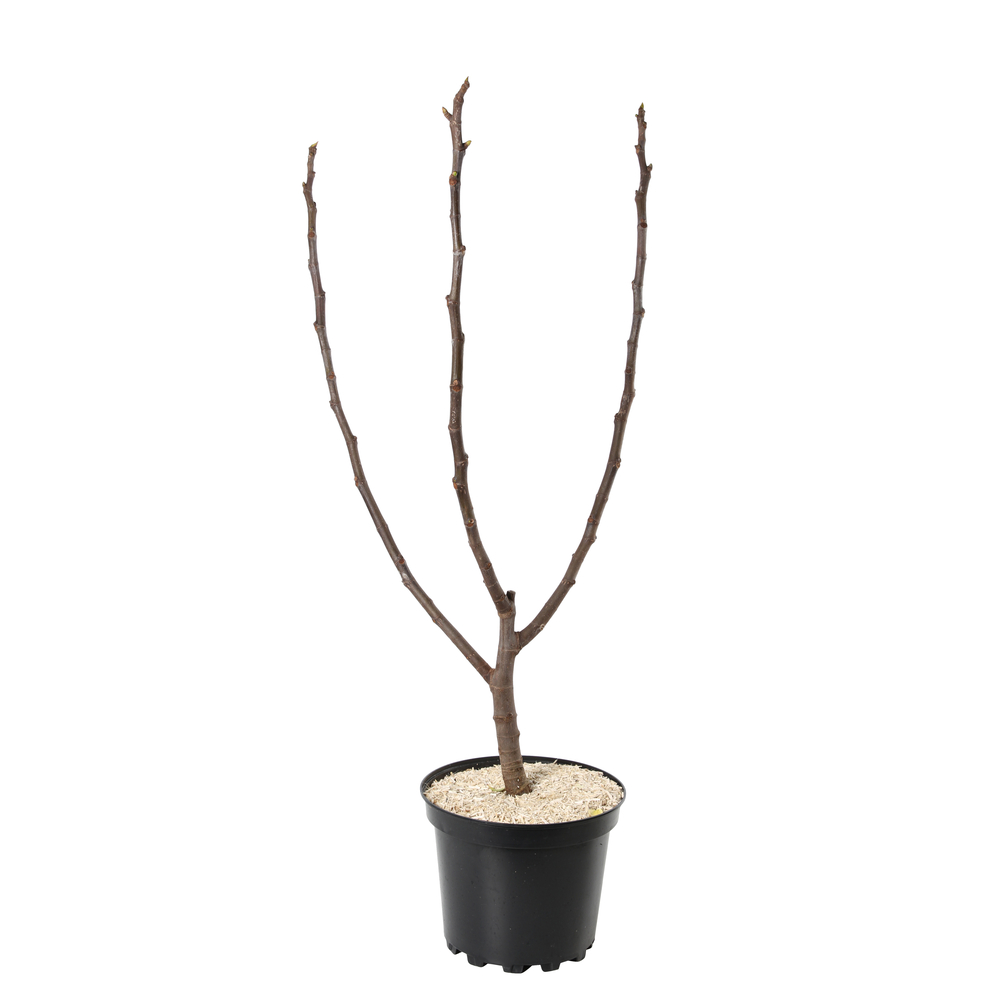 Ficus : pot de 7.5 L