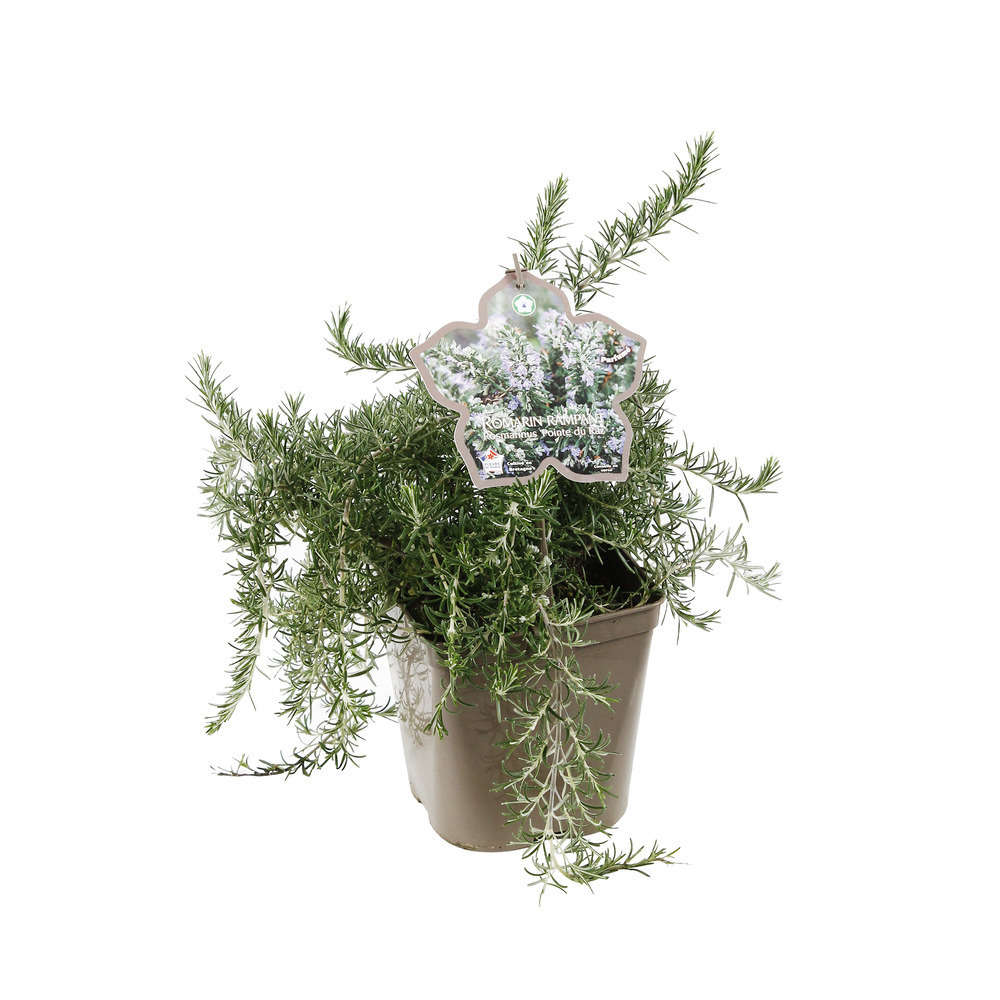 Rosmarinus officinalis ' Pointe du Raz ' : touffe ctr 3 litres
