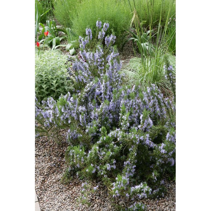 Romarin Rampant 'Pointe Du Raz' – Rosmarinus Officinalis – Conteneur 3-4 Litres – Plante Aromatique Méditerranéenne