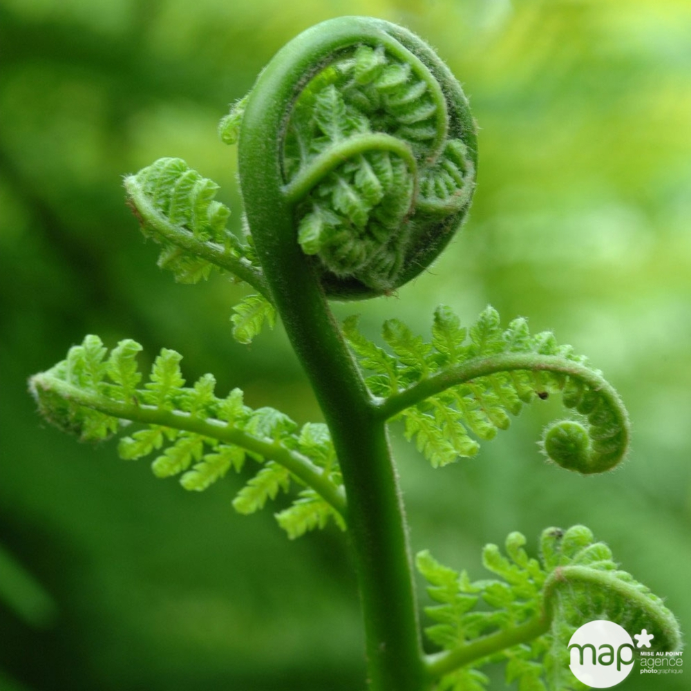 Dicksonia antartica : ctr 3 litres