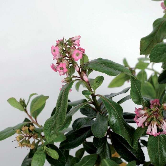 Escallonia : pot 4.5 Litres