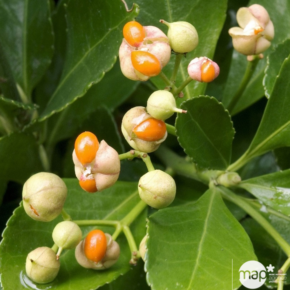 Euonymus japonicus : ctr 4 litres
