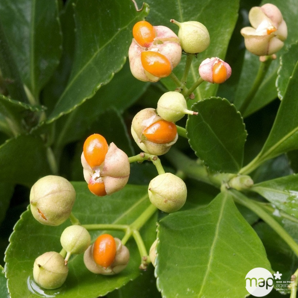 Euonymus japonicus : ctr 10 litres
