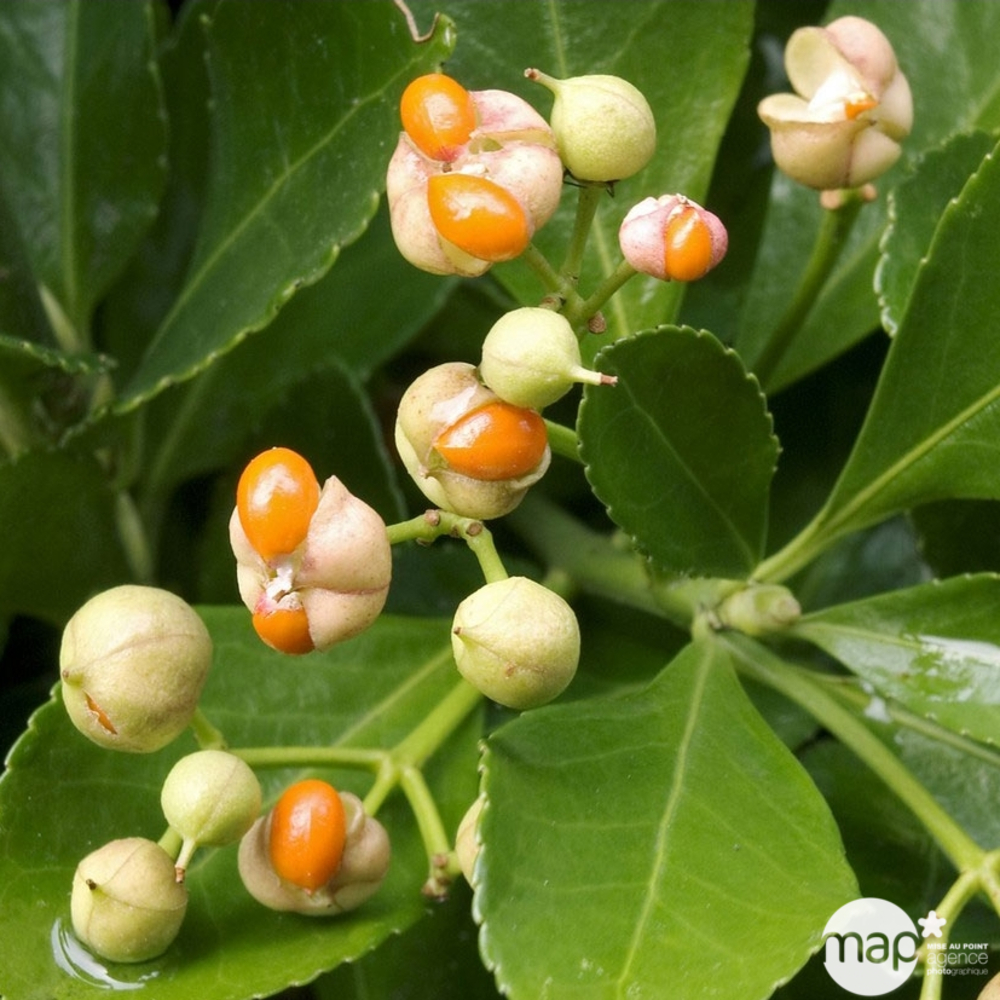 Euonymus japonicus : ctr 2 litres