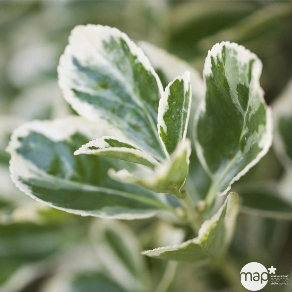 Euonymus japonicus : ctr 4,5 litres