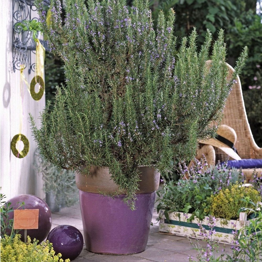Rosmarinus officinalis : ctr 2 litres