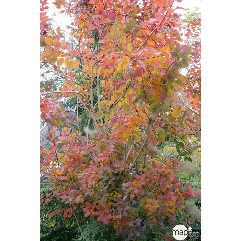 Cotinus coggygria : ctr 10 litres