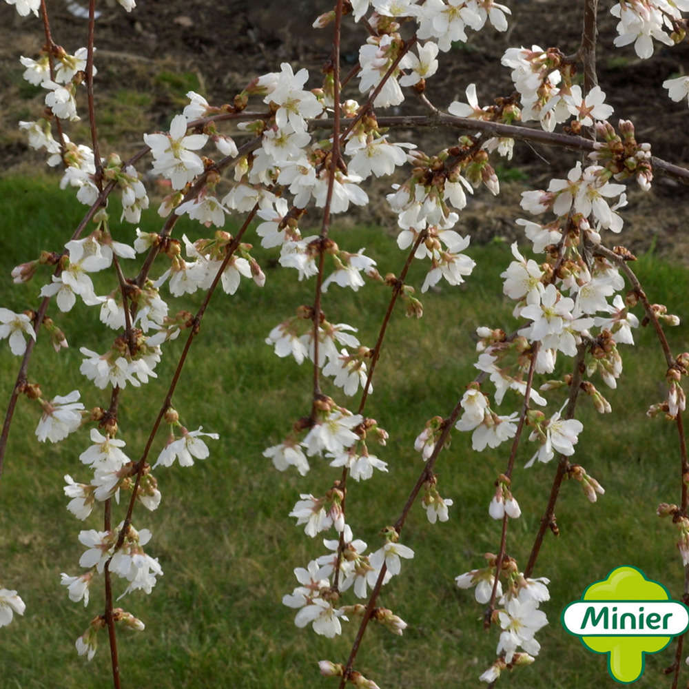 Prunus Fleur classic : pot 10L, tige 110cm