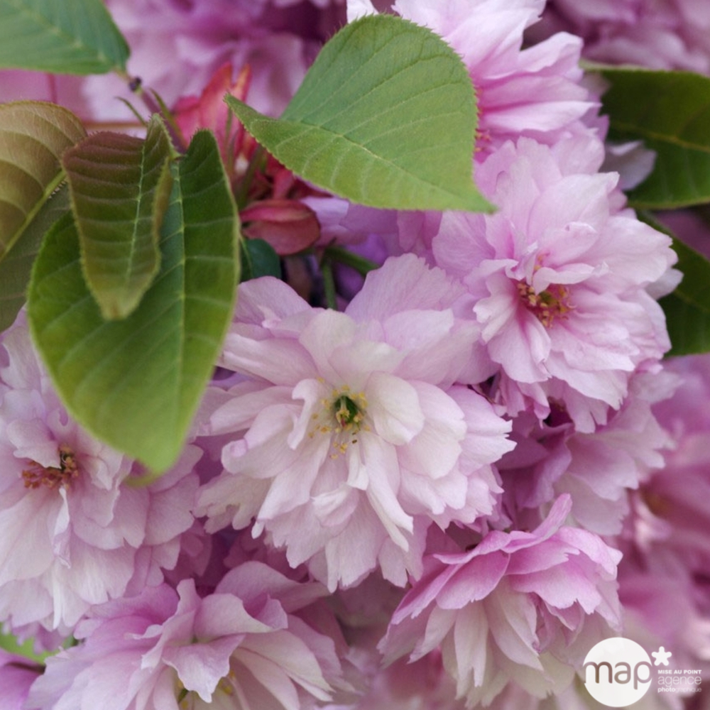 Prunus variété : pot 4L