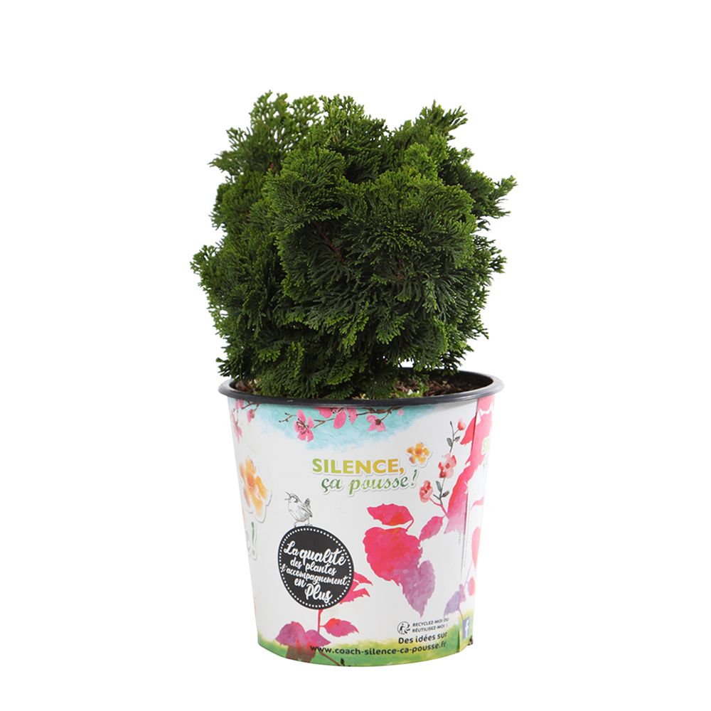Chamaecyparis obtusa - Pot 4,5L