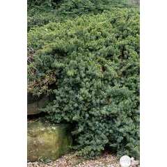 Juniperus de rocaille: conteneur 4,5 litres