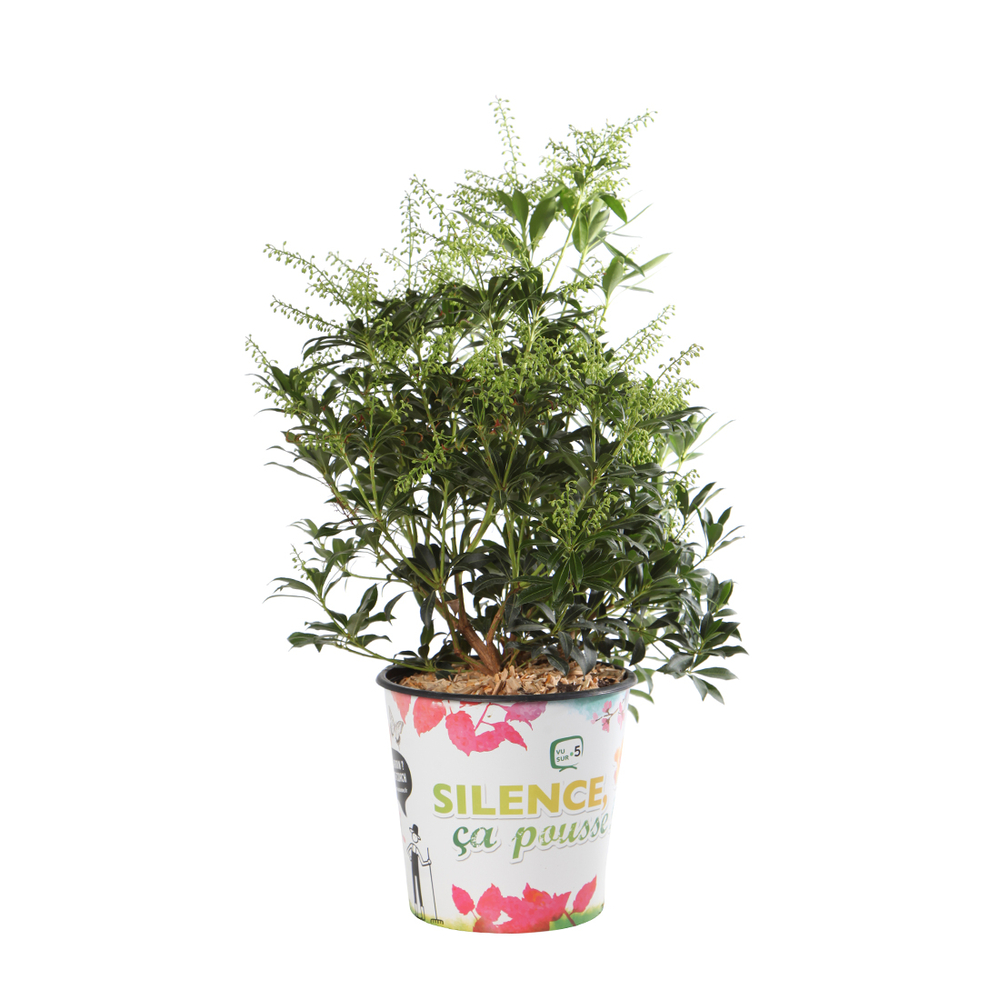 Pieris Classic : pot 4.5 Litres
