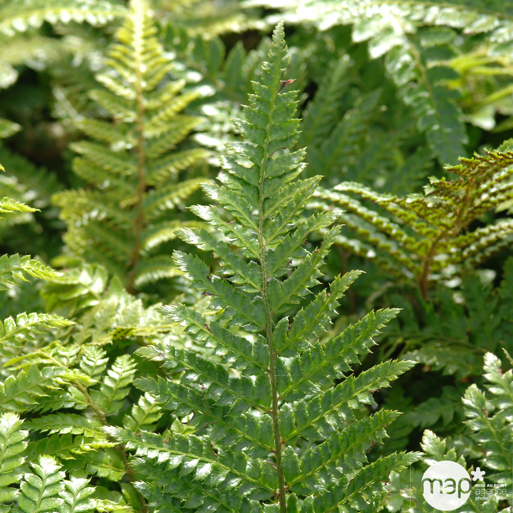 Fougères : conteneur de 2 litres