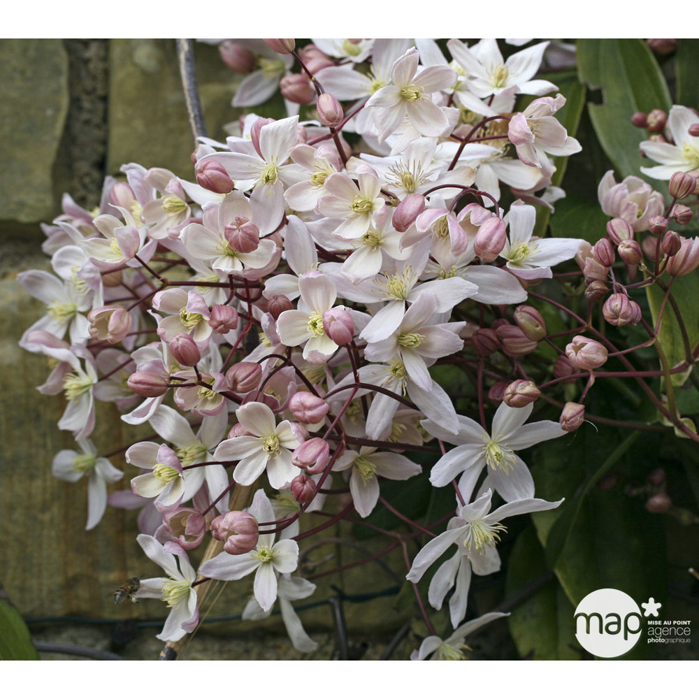 Clematis armandii Apple Blossom: ctr de 3 Litres