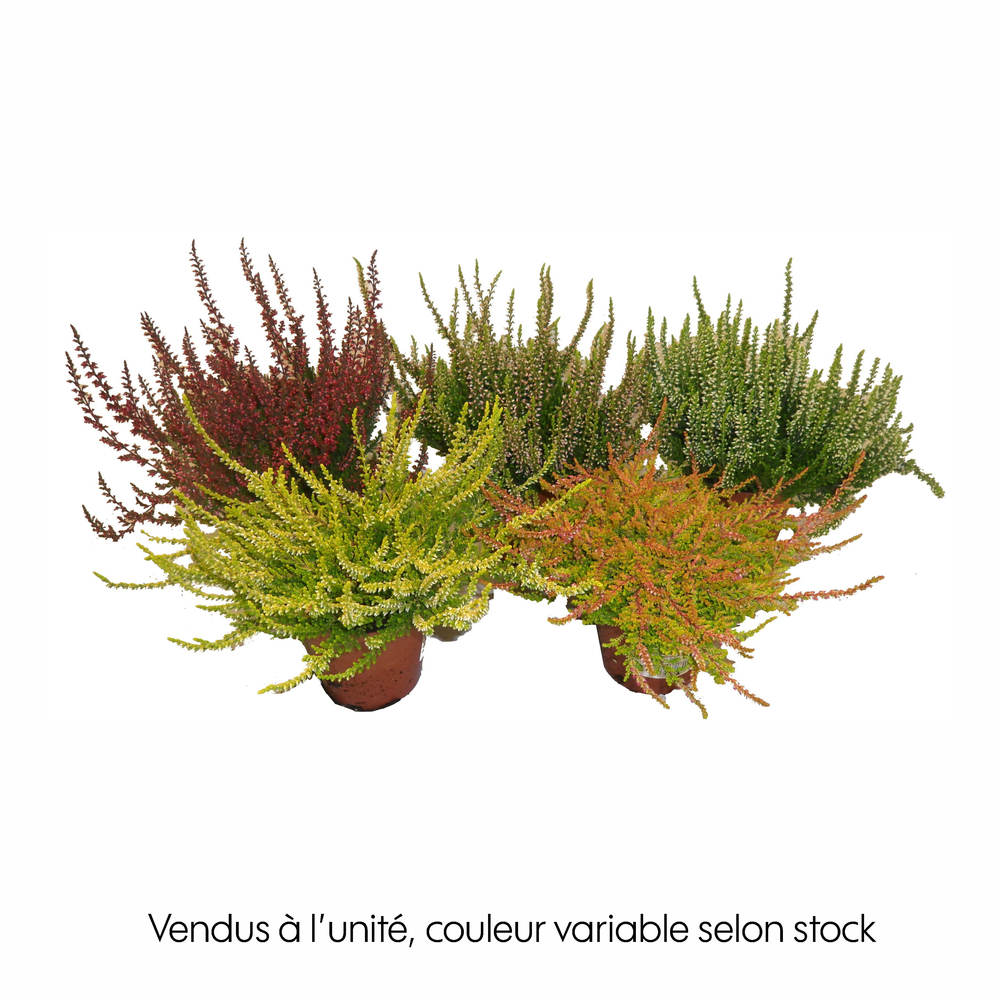 Calluna : pot D.10cm