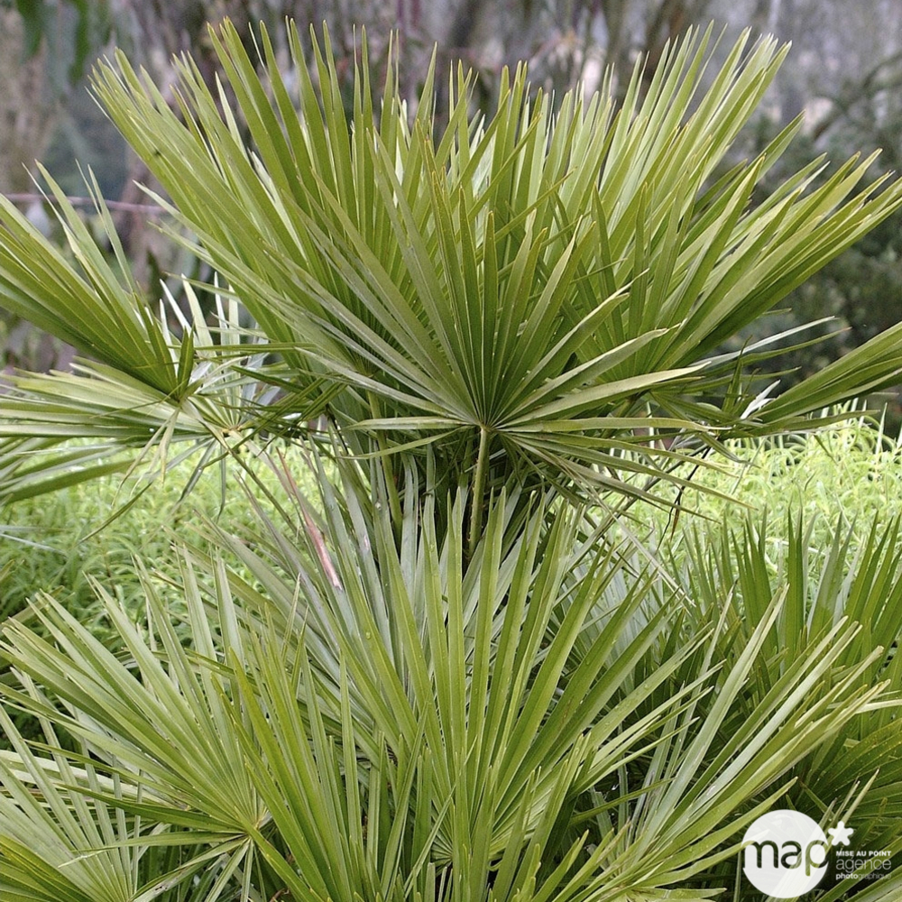 Chamaerops humilis - Pot 30L
