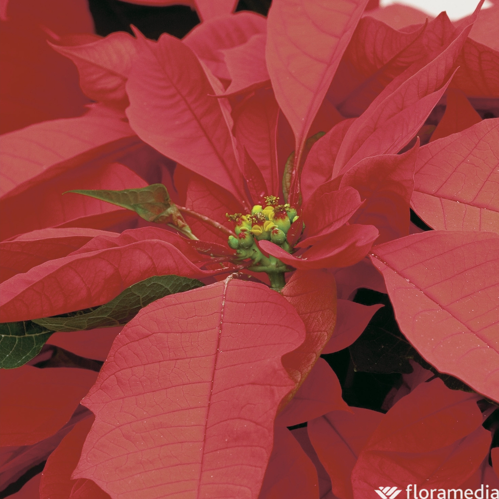 Poinsettia : plante Ø15cm