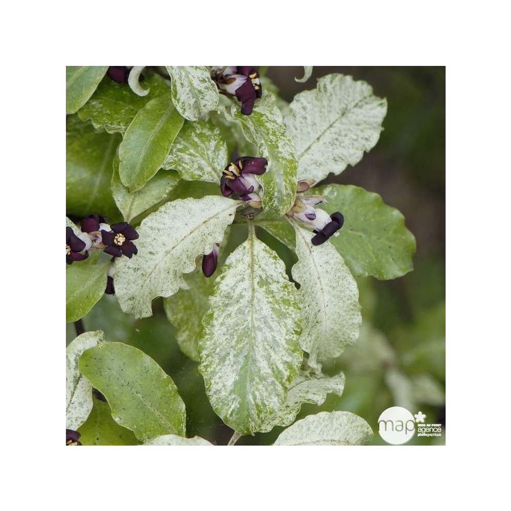 Pittosporum tenuifoluium Irene Patterson : ctr 7,5 litres