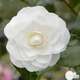 Camellia 'Nuccio's Gem' : H 60/70 cm, ctr 8 Litres