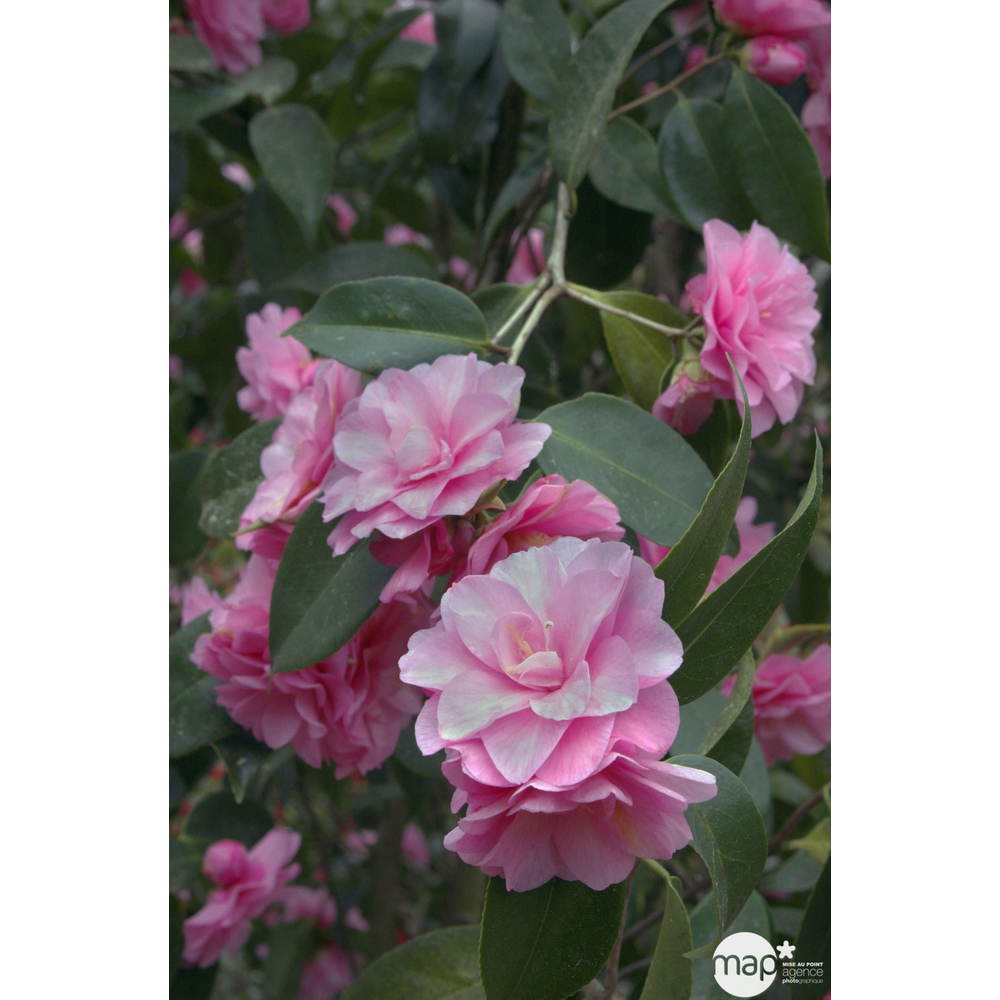 Camellia 'Spring Festival' : H 60/70 cm, ctr 7 Litres