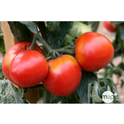 Plants de tomates 'Pyros' F1 bio : barquette de 6 plants