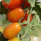 Plant de tomate 'Aligote' F1 bio : pot de 0,5 litre
