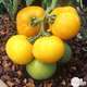 Plant de tomate 'Lemon Boy' F1 bio : pot de 0,5 litre