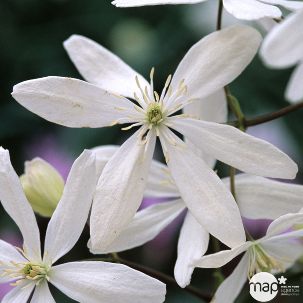 Clematis armandii ' Snowdrift ': conteneur 3 litres