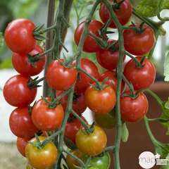 Plant De Tomate Sweet Baby Pot De 0 5 Litre Truffaut Plant De Tomate Sweet Baby Pot De 0 5 Litre Truffaut