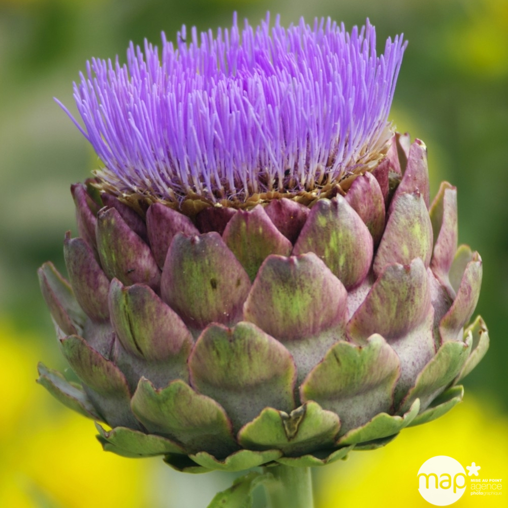 Plant d'artichaut 'Camus Breton' : pot de 2,5 litres
