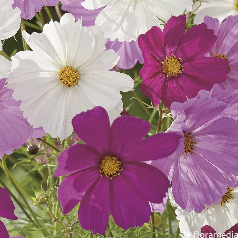 Cosmos : barquette de 6 plants