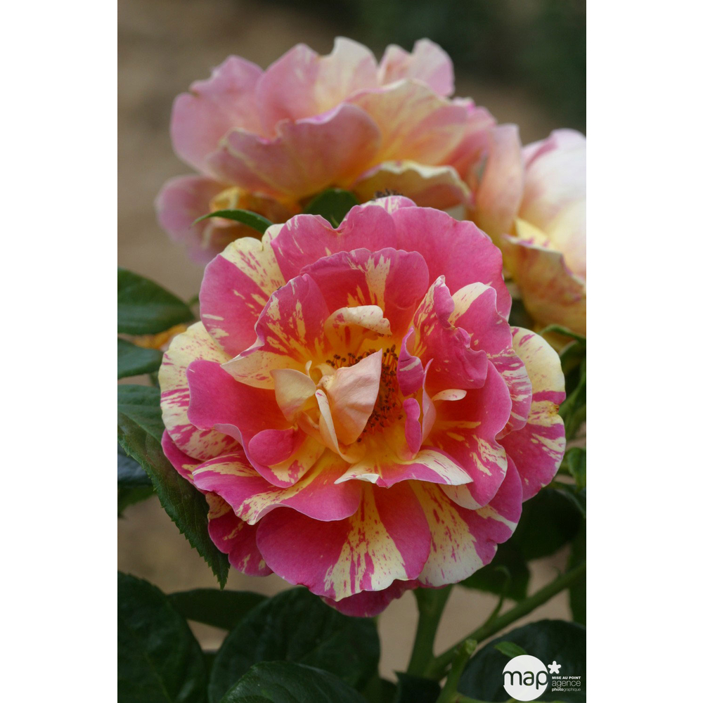Rosier buisson 'Rose des Peintres' : pot de 4,5 litres