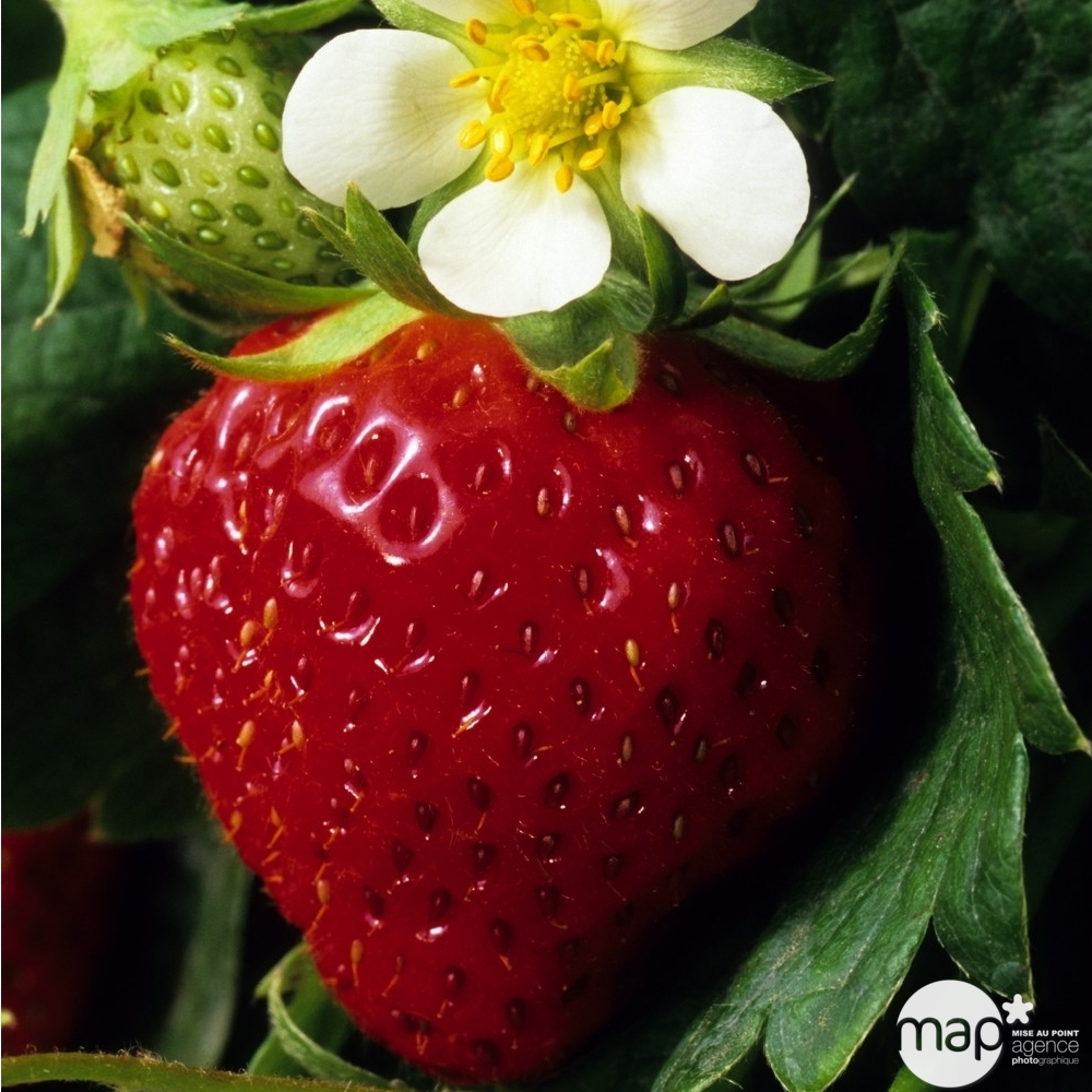 Plants de fraisiers 'Charlotte' : en jardinière de 40 cm